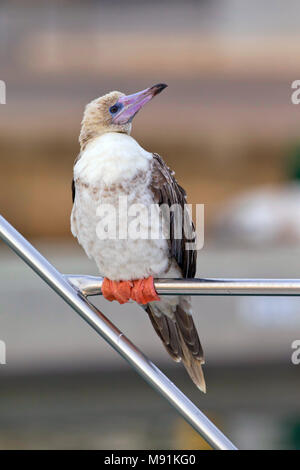 Verdwaalde Roodpootgent in Spanje, vagabonda rosso-footed Booby in Spagna Foto Stock