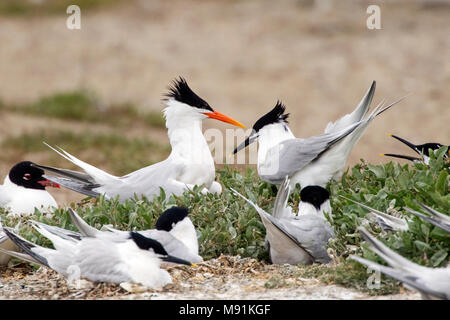 Bengaalse Stern in kolonie Grote Stens, Lesser Crested Tern in sandwich di colonia di Sterne Foto Stock