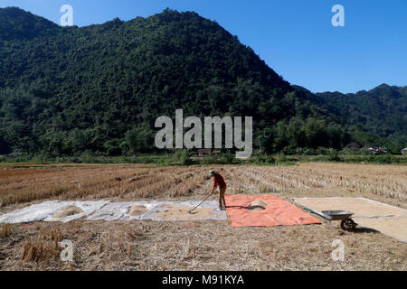 Un agricoltore vietnamita si diffonde il riso fuori ad asciugare al sole. Bac figlio. Il Vietnam. Foto Stock