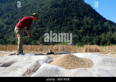 Un agricoltore vietnamita si diffonde il riso fuori ad asciugare al sole. Bac figlio. Il Vietnam. Foto Stock