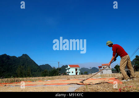 Un agricoltore vietnamita si diffonde il riso fuori ad asciugare al sole. Bac figlio. Il Vietnam. Foto Stock