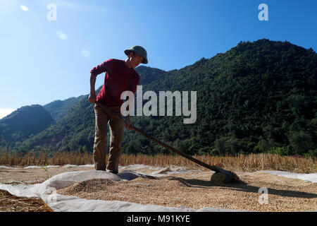 Un agricoltore vietnamita si diffonde il riso fuori ad asciugare al sole. Bac figlio. Il Vietnam. Foto Stock