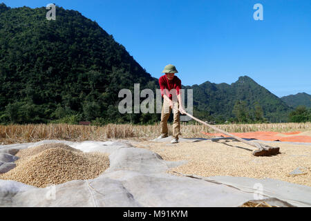 Un agricoltore vietnamita si diffonde il riso fuori ad asciugare al sole. Bac figlio. Il Vietnam. Foto Stock