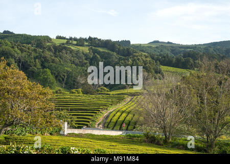 I campi di tè nell'isola di Sao Miguel, Azzorre, Portogallo Foto Stock