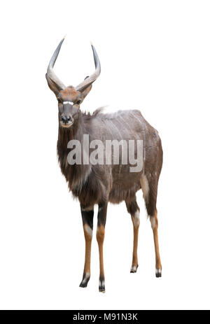 Nyala maschio (tragelaphus angasii) isolato su sfondo bianco Foto Stock