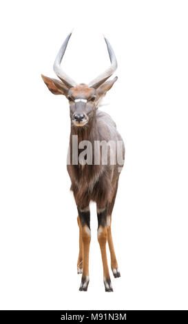 Nyala maschio (tragelaphus angasii) isolato su sfondo bianco Foto Stock