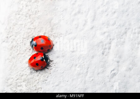 Una coppia di Coccinelle rosso con macchie nere, rivolti in direzioni opposte su una ruvida, pietra bianca superficie. Foto Stock
