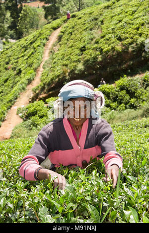 Un amichevole sorridenti raccoglitrice di tè vicino Nuwaraeliya Nuwara Eliya in Sri Lanka pongono per la fotocamera in una giornata di sole mentre la raccolta di tè. Foto Stock