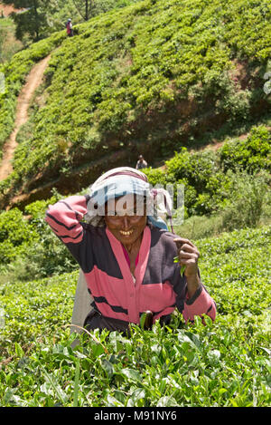 Un amichevole sorridenti raccoglitrice di tè vicino Nuwaraeliya Nuwara Eliya in Sri Lanka pongono per la fotocamera in una giornata di sole mentre la raccolta di tè. Foto Stock