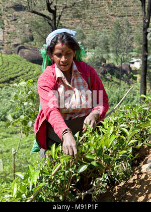 Un amichevole sorridenti raccoglitrice di tè vicino Nuwaraeliya Nuwara Eliya in Sri Lanka pongono per la fotocamera in una giornata di sole mentre la raccolta di tè. Foto Stock