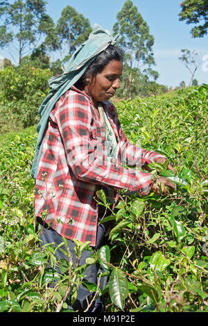 Un amichevole sorridenti raccoglitrice di tè vicino Nuwaraeliya Nuwara Eliya in Sri Lanka pongono per la fotocamera in una giornata di sole mentre la raccolta di tè. Foto Stock