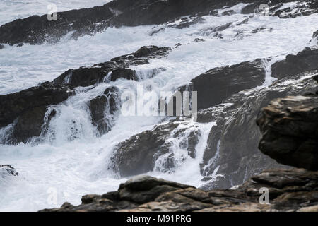 Il sudafricano costa lungo l'inizio della lontra Trail nel Tsitsikamma National Park, Sud Africa Foto Stock