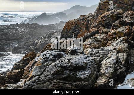 Una coppia di bianco-breasted cormorano (Phalacrocorax lucidus)appollaiato sulle rocce lungo il sentiero di lontra in Sud Africa Foto Stock