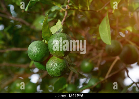 Limes crescono sugli alberi. Lime fresco pronto per il raccolto Foto Stock