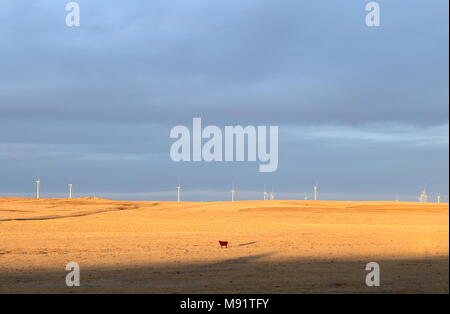 Terreni agricoli con una mucca pascolare sui prati e la vista delle grandi turbine eoliche windmill in background. Colorado, STATI UNITI D'AMERICA Foto Stock