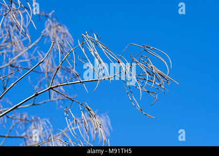 Giallo / catalpa catalpa cinese (Catalpa ovata), pod-cuscinetto albero nativa per la Cina che mostra le cialde a lungo contro il cielo blu nel tardo inverno / primavera Foto Stock