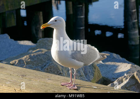 Adulto gabbiano occidentale (Larus occidentalis) appollaiato su un molo in legno su Granville Island, Vancouver, BC, Canada Foto Stock