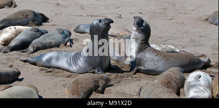 Northern foche elefanti combattimenti alla PIEDRAS BLANCAS Elephant colonia di foche sulla costa centrale della California USA Foto Stock