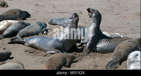 Northern foche elefanti combattimenti alla PIEDRAS BLANCAS Elephant colonia di foche sulla costa centrale della California USA Foto Stock