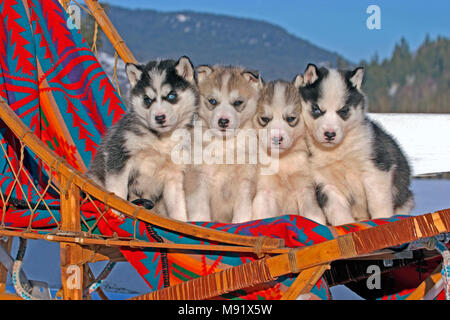 Siberian Husky, quattro cuccioli adorabili, 6 settimane insieme in dogsled Foto Stock