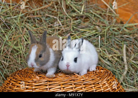 Due simpatici baby bianco conigli mangiare erba sul terreno della paglia  Foto stock - Alamy