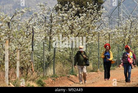 Kunming, la Cina della provincia dello Yunnan. Xxi Mar, 2018. Vista turisti pera sboccia in un giardino in Chenggong distretto di Kunming, a sud-ovest della Cina di Provincia di Yunnan, Marzo 21, 2018. Credito: Lin Yiguang/Xinhua/Alamy Live News Foto Stock