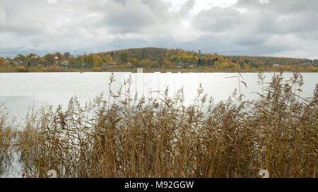 La superficie di un grande lago.Sulla banca cresce una canna di grandi dimensioni. Foto Stock