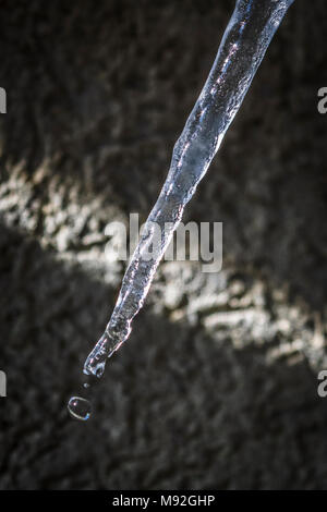 Icicle di fusione sul soleggiato inverno mattina. Grandi icicle di fusione su un tetto di casa, offuscata parete in background. Foto Stock