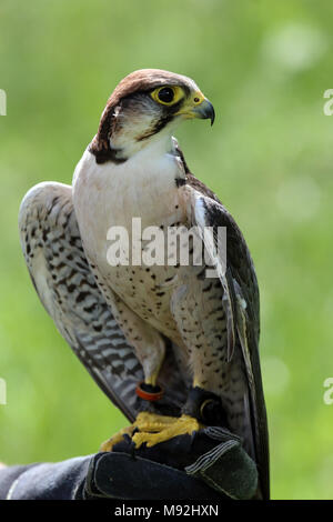 Captive lanner falcon (Falco biarmicus) seduto su una falconer la mano, Bedfordshire, Regno Unito. Foto Stock