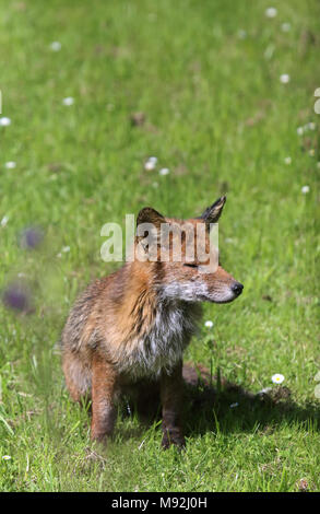 Maschio rosso volpe (Vulpes vulpes) con grave rogna sarcoptica, Leighton Buzzard, Bedfordshire, Regno Unito. Foto Stock