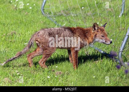 Maschio rosso volpe (Vulpes vulpes) con grave rogna sarcoptica, Leighton Buzzard, Bedfordshire, Regno Unito. Foto Stock