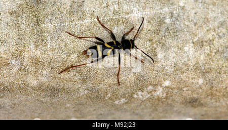 Wasp beetle (Clytus arietis) su un giardino di plastica sedia, Leighton Buzzard, Bedfordshire, Regno Unito. Foto Stock