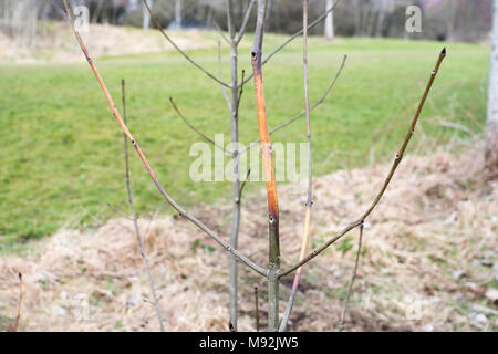 Il frassino alberello colpiti dalla cenere di Chalara deperimento, North East England, Regno Unito Foto Stock