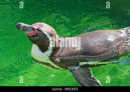 Pinguini Humboldt nuotate in piscina. Lo zoo di Vienna. Austria Foto Stock