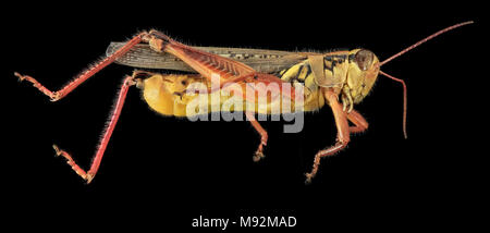 Grasshopper2, U, laterale, MD, PG County Foto Stock