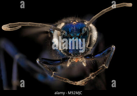 Californicum Chalybion, F, Faccia, MD, PG County Foto Stock