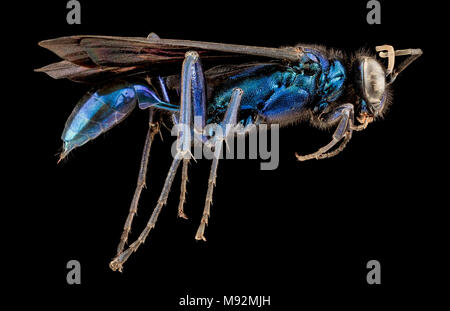Californicum Chalybion, F, lato, MD, PG County Foto Stock