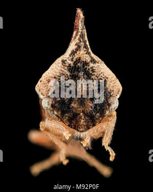 Carinata Entylia, faccia, superiore marlboro, MD Foto Stock