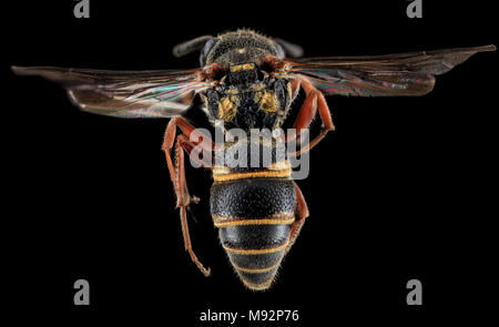 Wasp, F, Indietro Cecil County, MD Foto Stock