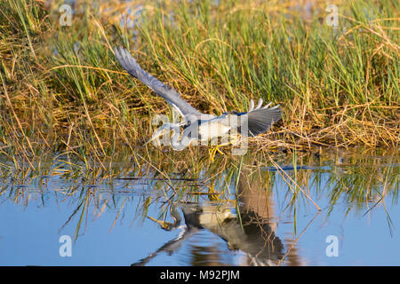 00697-01112 Tricolore Heron (Egretta tricolore) alimentazione/piede-trascinando il comportamento Zone Umide Viera Brevard County, FL Foto Stock