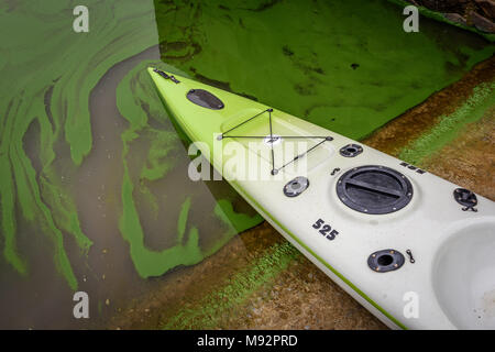 Una canoa sullo scalo in Sud Africa Vaal dam. La fioritura di alghe è causata da, tra gli altri fattori, fertilizzante runoff, anche noto come eutrofizzazione Foto Stock