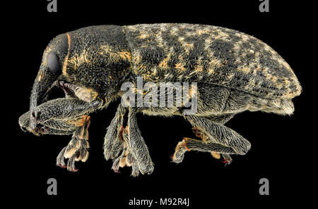 Larinus planus, U, a lato del lago Michigan Foto Stock