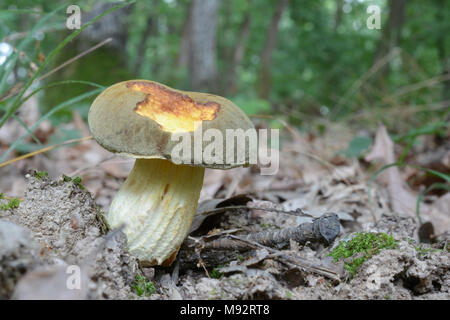 Xerocomus subtomentosus, comunemente noto come bolete scamosciato, marrone e giallo bolet, noioso bolete marrone o giallo-bolete incrinato, selvatici funghi commestibili in Foto Stock