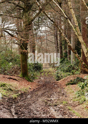 Bosco inglese scena in The Chiltern Hills fangoso con la via che conduce a una recinzione Foto Stock