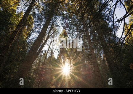 Il sorgere del sole attraverso gli alberi di pino in una foresta impostazione. Palomar Mountain State Park, San Diego County, Stati Uniti d'America. Foto Stock