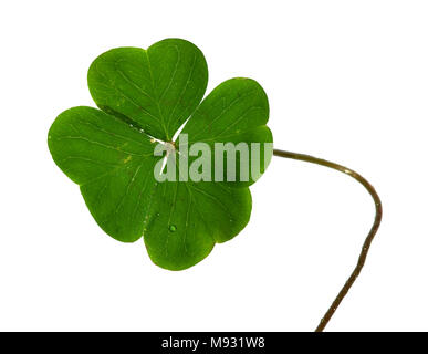 Naturale e shamrock irregolare, o quattro foglia di trifoglio e il gambo isolato su uno sfondo bianco. Foto Stock