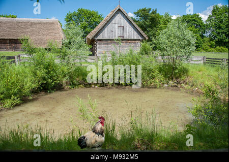 Museo del Villaggio Mazovian in Sierpc. La Polonia. Tipico paese di scena con edifici agricoli, stagno e il gallo Foto Stock