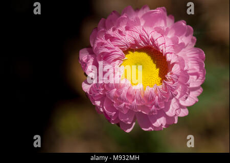 Arricciata petali di rosa di un roseo Sunray (Rhodanthe chlorocephala) eterna daisy, rivelando di colore giallo brillante centro occhio. Foto Stock