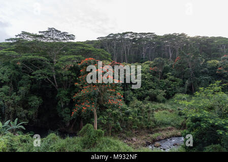 La foresta pluviale di Kauai vista in inverno al tramonto Foto Stock