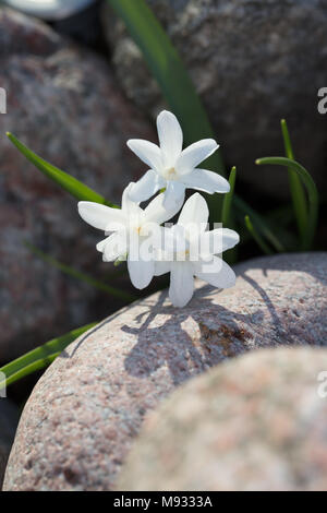 'Alba' Bossier la gloria-della-Neve, Stor vårstjärna (Chionodoxa luciliae) Foto Stock